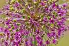 USA, Oregon. Garden in full bloom with close-up of Allium Art Print
